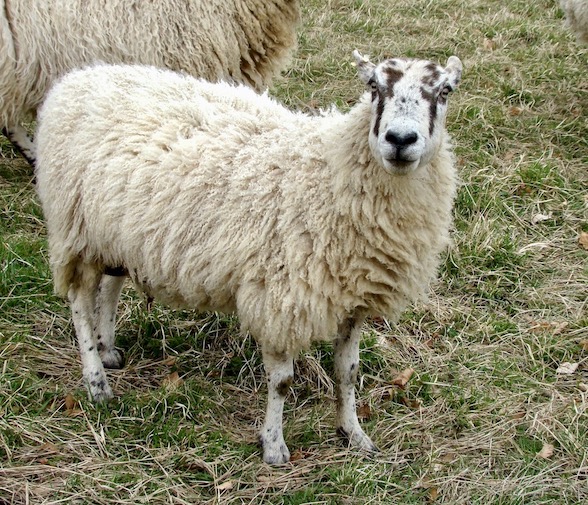 sheep